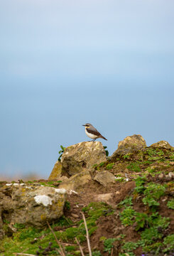 Wheatear on a rock