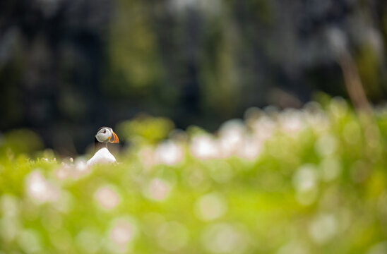 Puffin peeping over grass and wildflowers