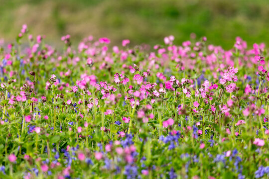 Wildflowers