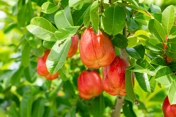 Photo of Ackee fruit at a South Florida garden.