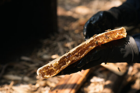 Bee hives that villagers raise in the forest