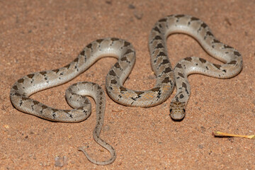 Rhombic egg eater (Dasypeltis scabra), also known as a common egg eater, or egg-eating snake, in the wild during a warm summer evening