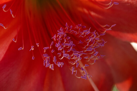 Antera de una flor