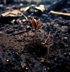 budding flower on a ground