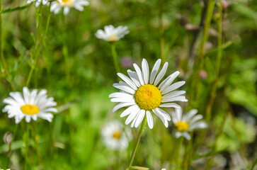 Obraz premium Wild flowers of Fraser Valley, BC, Canada