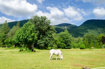 Fototapeta premium White horse grazing in a ranch with mountains in the background
