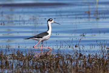 Black-necked Stilt