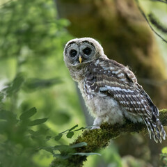 Barred Owl - Fledgeling