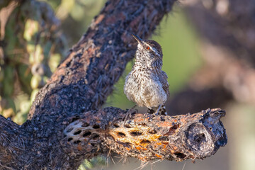 Cactus Wren - Juvenile