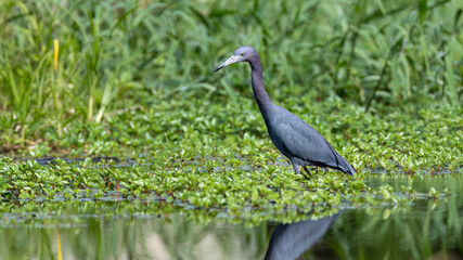 Little Blue Heron