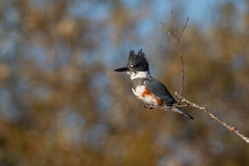 Belted Kingfisher - Female