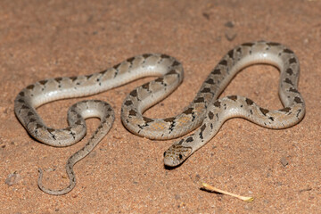 Fototapeta premium Rhombic egg eater (Dasypeltis scabra), also known as a common egg eater, or egg-eating snake, in the wild during a warm summer evening