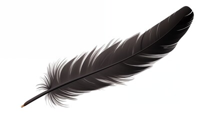 black feather isolated on white background
