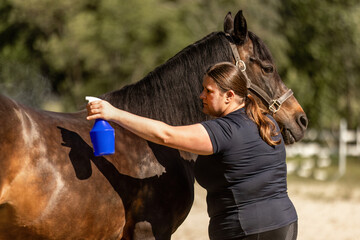 A female equestrian sprays fly protection on her bay brown arab-quarter horse mix horse in summer outdoors