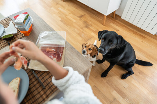 Hungry dogs waiting for food in dining table