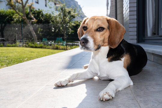 Beagle dog relaxing on sunlit patio