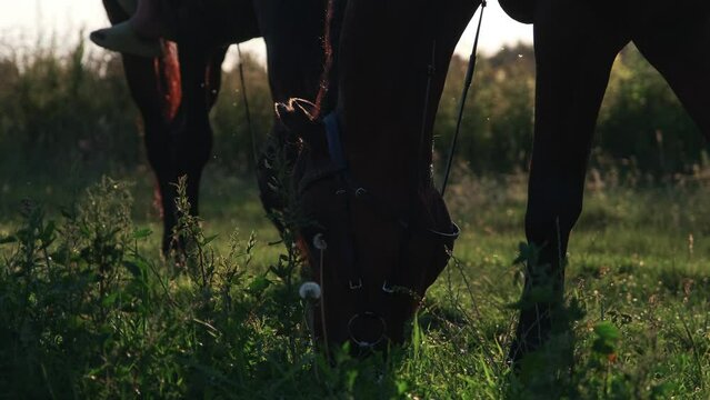 The muzzle of a horse eating grass and nettles in close-up. A horse grazes in a sunlit meadow on a pasture of a livestock farm surrounded by an electric shepherd.