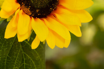 A close up of a yellow flower with a green leaf