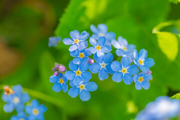 Forget-me-not flowers close-up in the sunshine.Floral spring background in blue tones.Beautiful blue flowers. Spring shade tolerant flowers.Shady flower garden assortment