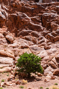 Solitary tree in rocky desert, environmental impact