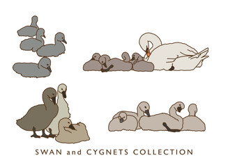 Cygnets Illustration Collection - Color Version