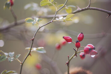 wet Rosehip bush on which are dry fruits. There are sharp thorns on the branches. Colorful Rose Hip on autumnal background.