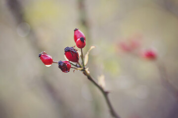 dewy red berries, hawthorn, vitamin C fruits for healthy local food over a natural blurry background. close up of healthy red rosehip berry. Shrub with ripe red berries. 