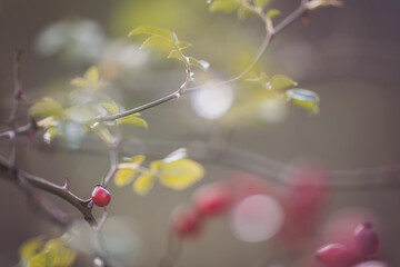 dewy red berries, hawthorn, vitamin C fruits for healthy local food over a natural blurry background. close up of healthy red rosehip berry. Shrub with ripe red berries. 