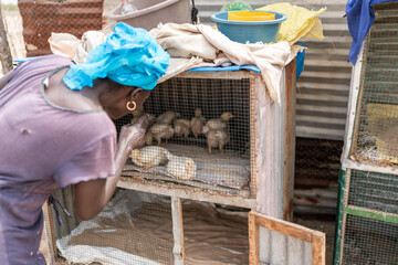 Woman tending chickens in senegal