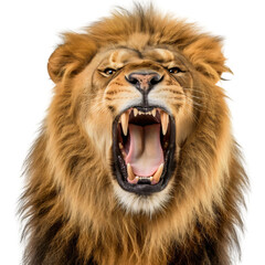 Closeup front view portrait of roaring lion head face, open mouth, jaw, big teeth, isolated on transparent background. Wild cat king animal, mane, strength and power, dangerous safari predator hunting © Nemanja