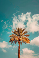 a palm tree standing against a blue sky, in the style of nostalgic color palettes, light brown and aquamarine