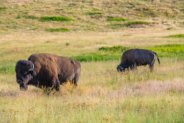 Fototapeta premium Big Bison on The Range