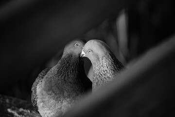 close up of a pair of doves
