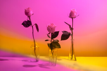 Elegant roses in glass vases through purple yellow film. 