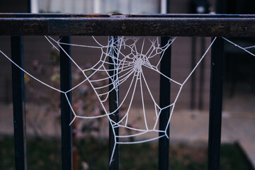 Frosty white spider web