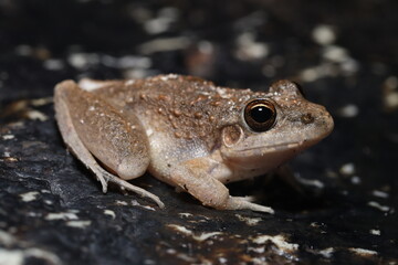 Bumpy rocket frog (Litoria inermis)