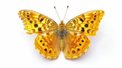 Obraz premium A vibrant, orange butterfly with intricate black patterns on its wings on white background