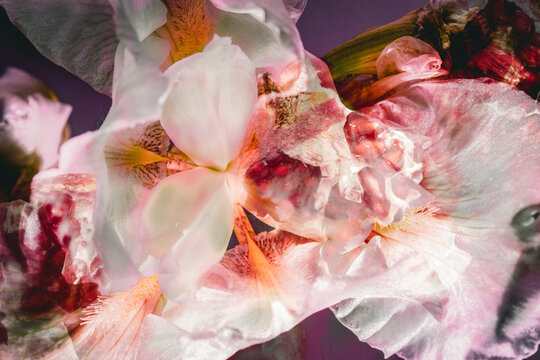 Flowers and pomegranate
