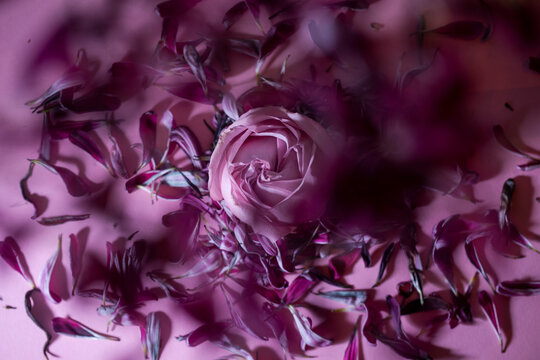 Pink rose