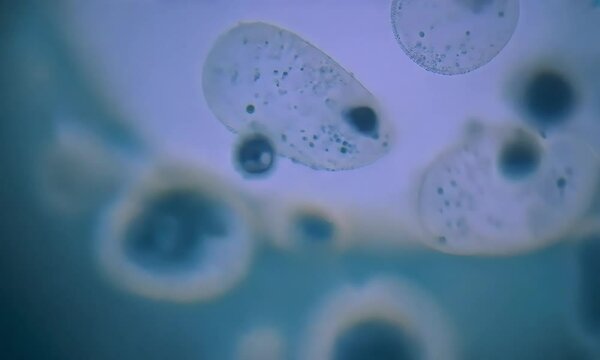 The camera focuses on bacteria under a microscope, revealing intricate details of their shapes and structures made with Ai generative technology