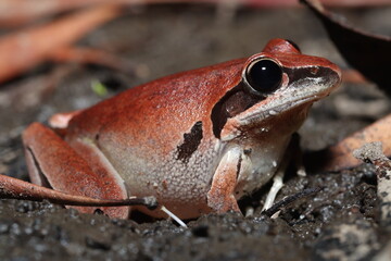 Obraz premium Tawny rocket frog (Litoria nigrofrenata)
