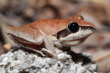 Tawny rocket frog (Litoria nigrofrenata)