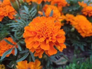 Tagetes erecta. Orange flowers