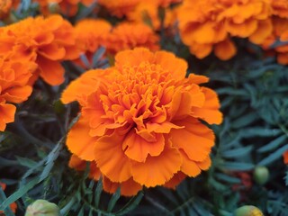 Tagetes erecta. Orange flowers