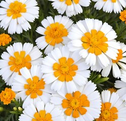 Fototapeta premium background with yellow flowers, summer, spring, plant, chamomile, white, garden, yellow, camomile, blossom, beauty, flora