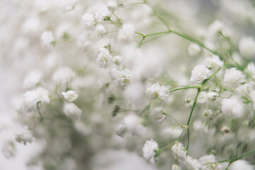 Delicate Baby's Breath Flowers