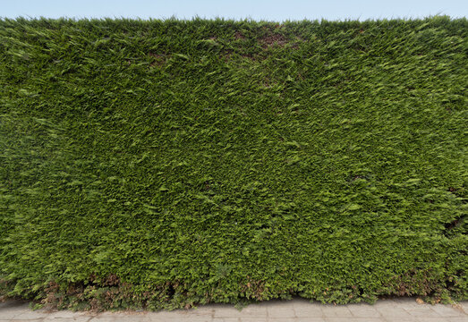hedge