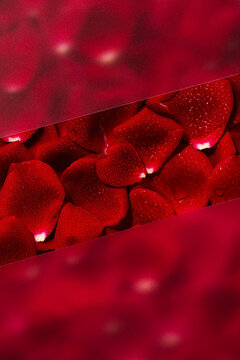 Moisty red rose petals background under frosted glass