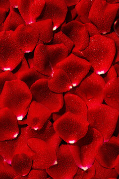 Wet red rose petals arranged as rectangular shape