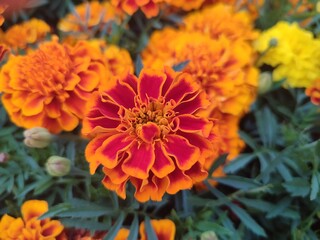 Tagetes erecta. Orange flowers